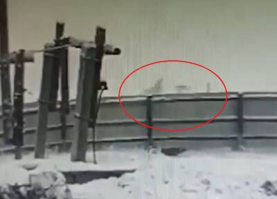 Стая бродячих собак насмерть загрызла женщину у ипподрома в Якутске