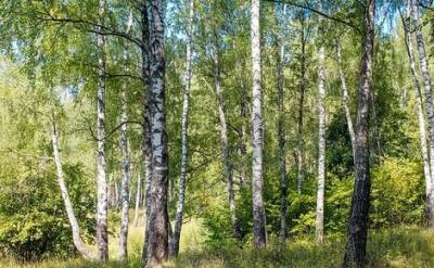 Коммерсантъ: Министерство природы хочет привлечь казаков к охране лесов