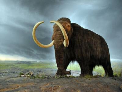 Образцы ДНК из вечной мерзлоты показали, что в Канаде мамонты еще сохранялись 5000 лет назад