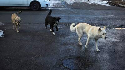 В Якутске возбуждено дело по факту смерти женщины после нападения собак