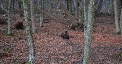В "Парке хищников" Хмельницкой области 15 медведей залегли в зимнюю спячку
