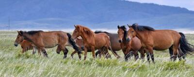 У одичавших лошадей найдены признаки сложной структуры общества