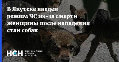 В Якутске введен режим ЧС из-за смерти женщины после нападения стаи собак