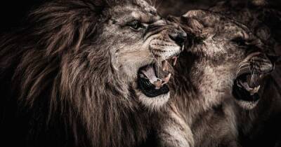 Призрак и Тьма: львы, ставшие ночным кошмаром британцев в Африке