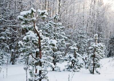 В лесах Рязанской области усилили охрану от незаконных рубок в преддверии праздников