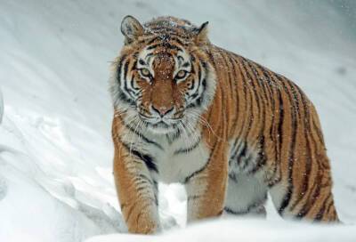 В Ленинградском зоопарке тигрице Виоле на Новый год подарили мясное лакомство