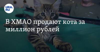 В ХМАО продают кота мейн-кун за млн рублей