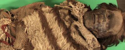 В Университете Рединга впервые извлекли ДНК из волос древних южноамериканских мумий