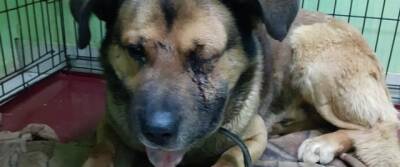 Ульяновцу, обвиняемому в жестоком избиении собаки, грозит 3 года тюрьмы