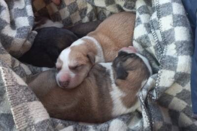 «Спасли пять жизней»: псковичи помогли сбитой собаке и её щенкам