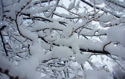 Синоптики рассказали, какой будет погода на Луганщине на Новый год