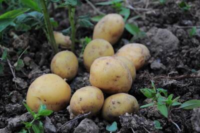 Минск отказался от украинского картофеля. В этом году Украина была ее крупнейшим поставщиком в Беларусь