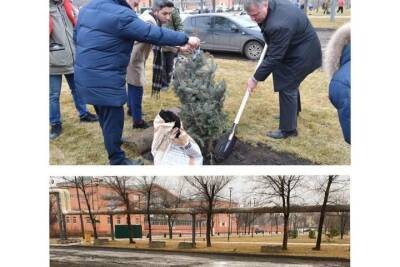 Перед Новым Годом неизвестные украли голубые ели с территории обновленного сквера Коновалова