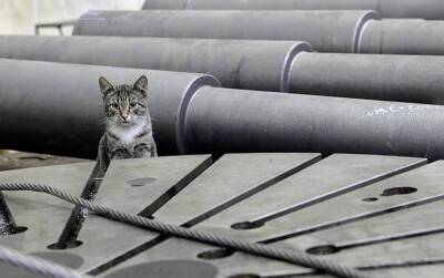 В заброшенном здании завода в Москве могут погибнуть десятки кошек