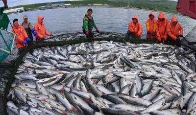 Поставки рыбы с Дальнего Востока в Китай за год сократились на 67%