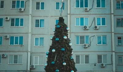 В Минлесхозе Башкирии рассказали о итогах рейдов по местам продажи новогодних елок
