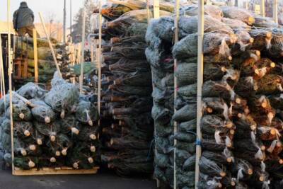 Уже на следующей неделе в Киеве начнут собирать елки на переработку: карта пунктов