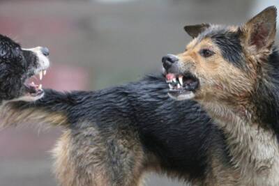 В Якутии стая диких собак загрызла женщину насмерть - Русская семерка