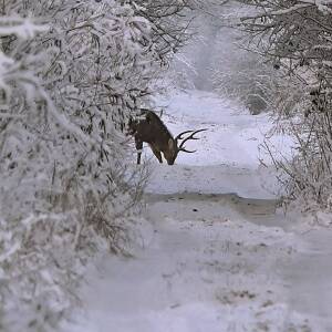 Запорожский фотограф запечатлел оленей на Хортице. Фото
