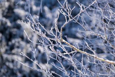 Днем 30 декабря в Туле ожидается легкий морозец и небольшой снег