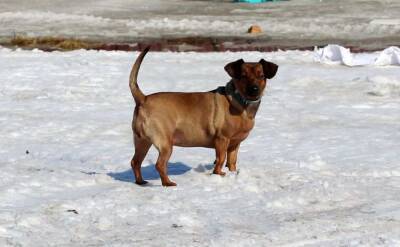 Главным врагом домашних собак на зимних прогулках являются реагенты на тротуарах