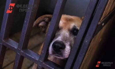 В Якутске ужесточат меры по отлову бродячих собак