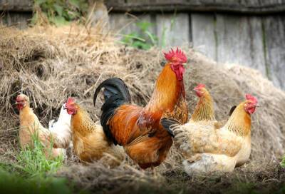 Росптицсоюз предложил вакцинировать куриц от птичьего гриппа