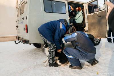 В Улан-Удэ при облаве изловили 17 бездомных псов
