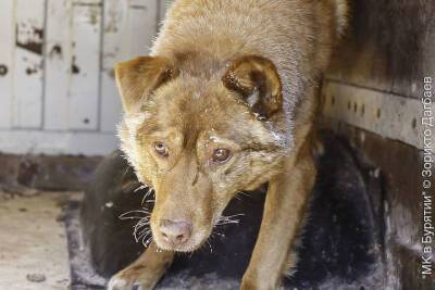 Жители Бурятии разделились во мнении об отстреле бездомных собак