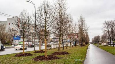 Деревья и кустарники высадили вдоль восьми магистралей в Москве
