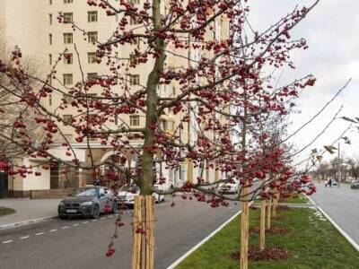 Петр Бирюков: Завершена высадка деревьев и кустарников вдоль восьми крупных магистралей и улиц Москвы