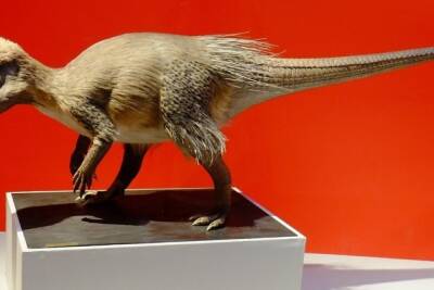 Раскопки динозавра в Забайкалье не смогли организовать из-за недостатка финансирования