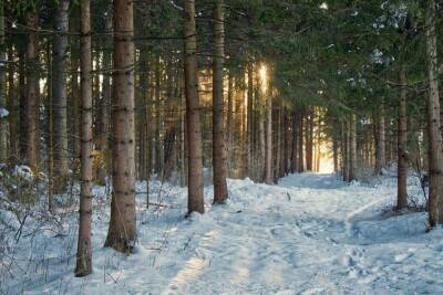 В Новосибирске лесник обнаружил незаконный снегоотвал