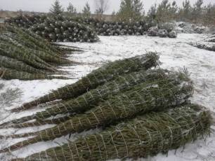 Удмуртия отправила на продажу в другие регионы около 4000 новогодних ёлочек