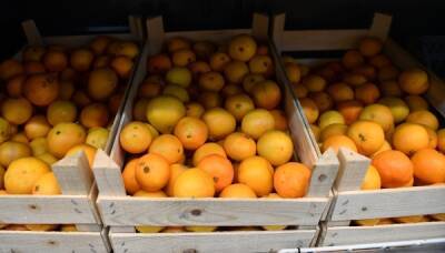 Абхазия готова удовлетворить российский спрос на мандарины к Новому году