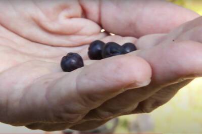 «Русскую черную ягоду» назвали «подарком» для диабетиков и гипертоников