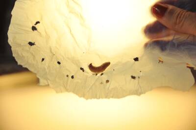 Ученые обнаружили гусеницу, которая поедает пластик