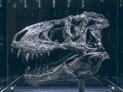 Тираннозавр Тристан Отто страдал от остеомиелита