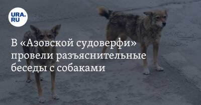 В «Азовской судоверфи» провели разъяснительные беседы с собаками. Фото