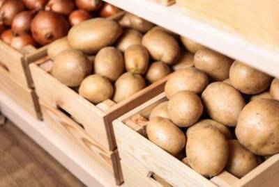 Храни картофель в доме или квартире правильно