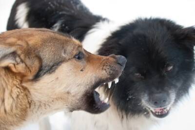 Жители Тейковского района бьют тревогу по поводу стай одичавших собак