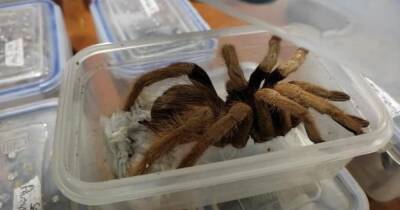 Колумбийские власти изъяли около 300 паукообразных и насекомых у контрабандистов