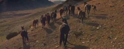 Лошадей и ослов уличили в «подделке» орудий труда олдувайской культуры