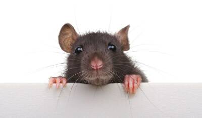 Новая гипотеза появления «Омикрона»: штамм мог перейти к людям от крыс