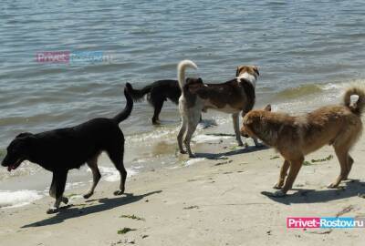 «Азовская судоверфь» сообщила о проведении разъяснительной беседы с бродячими собаками