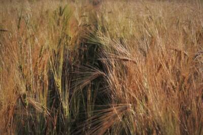 Россия повысит пошлину на экспорт пшеницы до 84,9 доллара за тонну