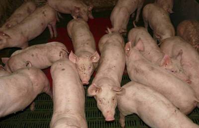 Закупочные цены на свинину отыграли еще пару процентов