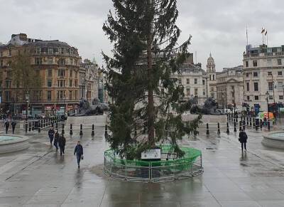 Британцев рассмешила главная рождественская елка страны