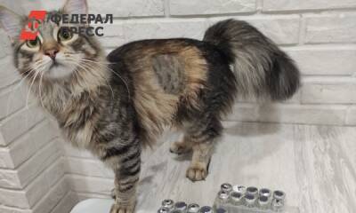 В Перми на лечение кота от опасной формы коронавируса потратили 225 тысяч рублей
