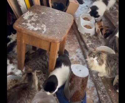 В Выборгском районе 20 кошек брошены на произвол судьбы — видео